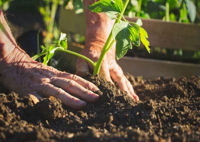 5 Surprising Health Benefits of Gardening for Active Older Adults